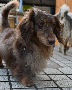 f:id:animal_protections:20171212163544j:image