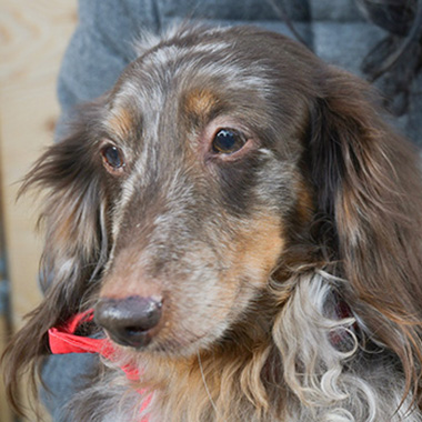 f:id:animal_protections:20171212163610j:image
