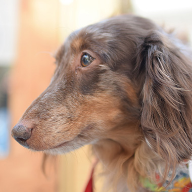 f:id:animal_protections:20171212163636j:image