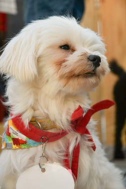 f:id:animal_protections:20171212163910j:image f:id:animal_protections:20171212163910j:image