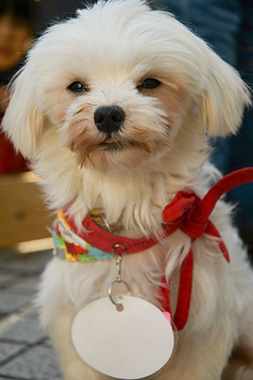 f:id:animal_protections:20171212163914j:image f:id:animal_protections:20171212163914j:image