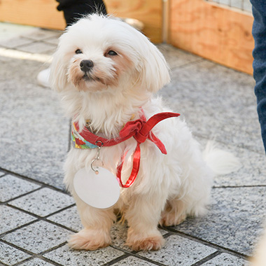 f:id:animal_protections:20171212163917j:image f:id:animal_protections:20171212163917j:image