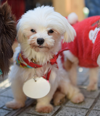 f:id:animal_protections:20171212163920j:image f:id:animal_protections:20171212163920j:image