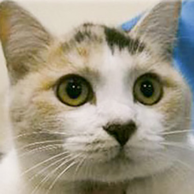 f:id:animal_protections:20171218170757j:image f:id:animal_protections:20171218170757j:image