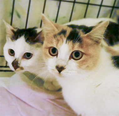 f:id:animal_protections:20171218170800j:image f:id:animal_protections:20171218170800j:image