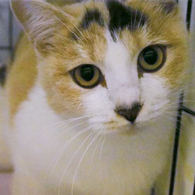 f:id:animal_protections:20171218170803j:image f:id:animal_protections:20171218170803j:image