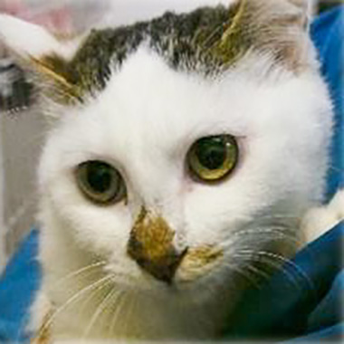 f:id:animal_protections:20171218170940j:image