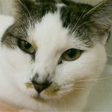 f:id:animal_protections:20171218171117j:image