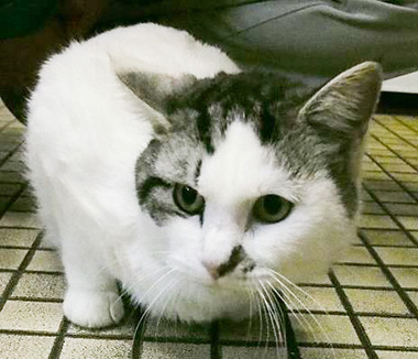f:id:animal_protections:20171218171311j:image f:id:animal_protections:20171218171311j:image