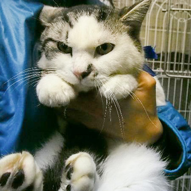 f:id:animal_protections:20171218171315j:image f:id:animal_protections:20171218171315j:image
