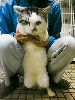 f:id:animal_protections:20171218171318j:image f:id:animal_protections:20171218171318j:image