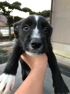 f:id:animal_protections:20171218172918j:image