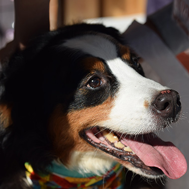 f:id:animal_protections:20180105185854j:image