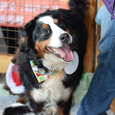 f:id:animal_protections:20180105185913j:image