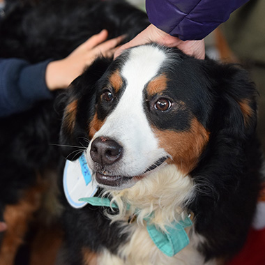 f:id:animal_protections:20180105185916j:image