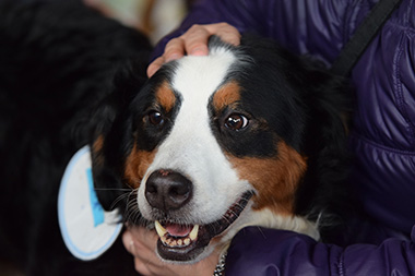 f:id:animal_protections:20180105185919j:image