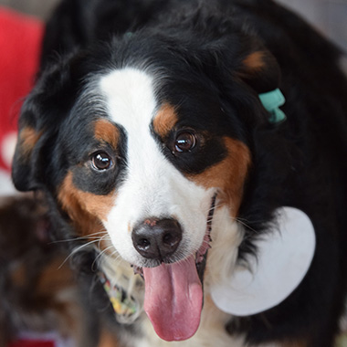 f:id:animal_protections:20180105185921j:image