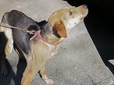 f:id:animal_protections:20180105190138j:image