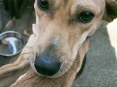 f:id:animal_protections:20180105190142j:image