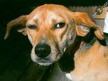 f:id:animal_protections:20180105190145j:image