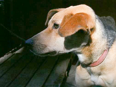 f:id:animal_protections:20180105190149j:image