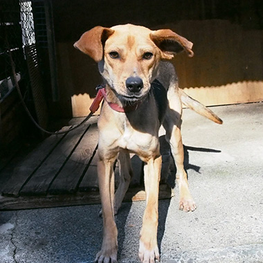 f:id:animal_protections:20180105190153j:image