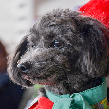 f:id:animal_protections:20180105190408j:image f:id:animal_protections:20180105190408j:image
