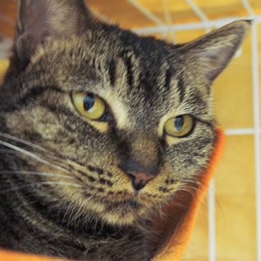f:id:animal_protections:20180217181432j:image f:id:animal_protections:20180217181432j:image