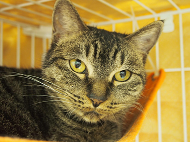 f:id:animal_protections:20180217181533j:image f:id:animal_protections:20180217181533j:image