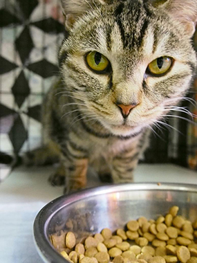 f:id:animal_protections:20180217181838j:image f:id:animal_protections:20180217181838j:image