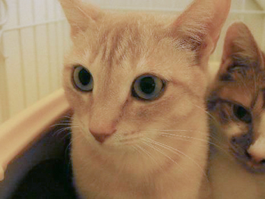 f:id:animal_protections:20180217182047j:image