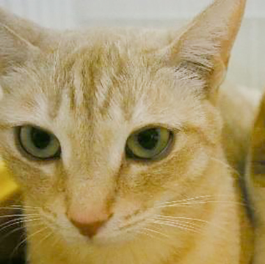 f:id:animal_protections:20180217182050j:image