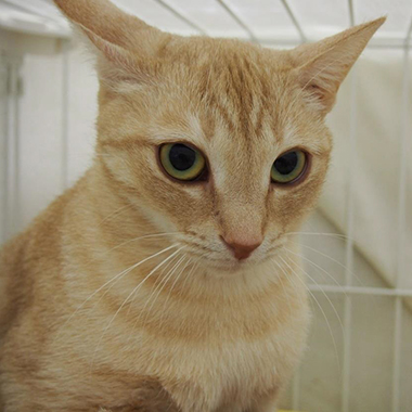 f:id:animal_protections:20180217182053j:image