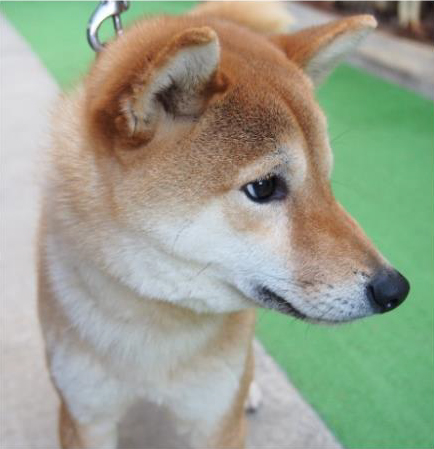 f:id:animal_protections:20180217182533j:image