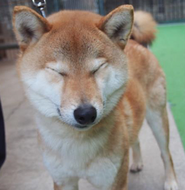 f:id:animal_protections:20180217182536j:image