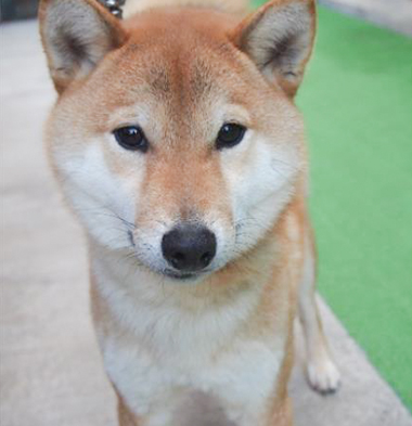 f:id:animal_protections:20180217182539j:image
