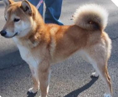 f:id:animal_protections:20180217182542j:image