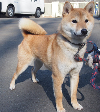 f:id:animal_protections:20180217182544j:image