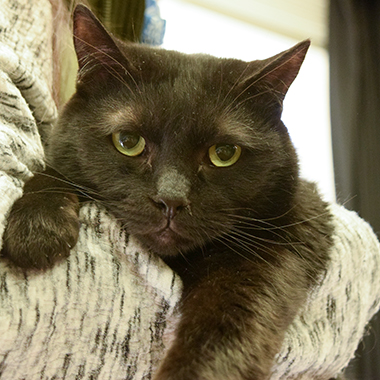 f:id:animal_protections:20180220142415j:image