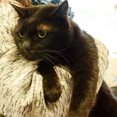f:id:animal_protections:20180220142419j:image