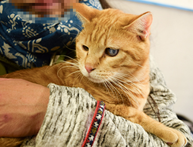 f:id:animal_protections:20180220142602j:image f:id:animal_protections:20180220142602j:image