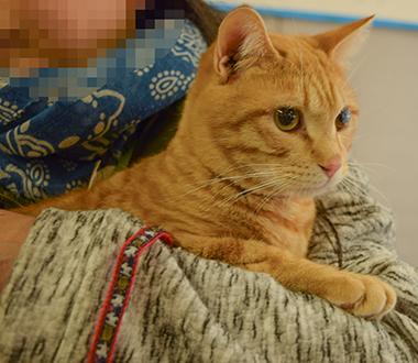 f:id:animal_protections:20180220142605j:image f:id:animal_protections:20180220142605j:image