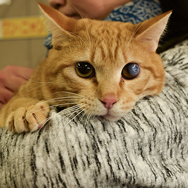 f:id:animal_protections:20180220142611j:image f:id:animal_protections:20180220142611j:image