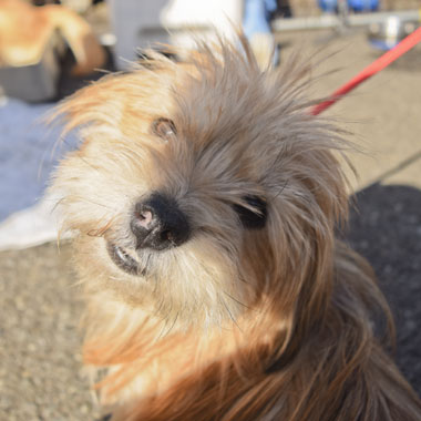 f:id:animal_protections:20180308095045j:image