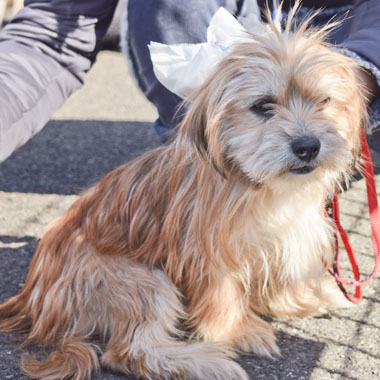f:id:animal_protections:20180308095048j:image