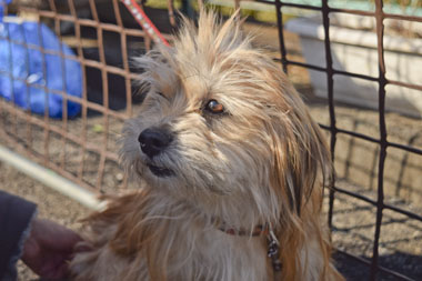 f:id:animal_protections:20180308095051j:image