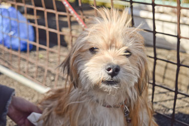 f:id:animal_protections:20180308095054j:image