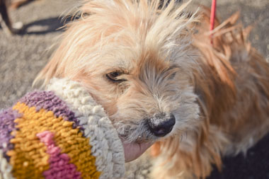 f:id:animal_protections:20180308095058j:image