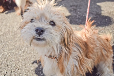 f:id:animal_protections:20180308095100j:image