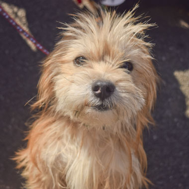 f:id:animal_protections:20180308095103j:image